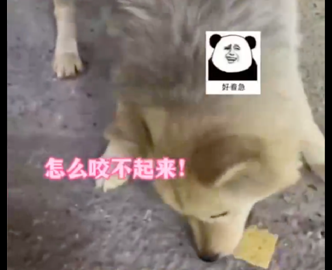 狗狗看见主人走了，连地上的饼干都不要了，立马起身去追休闲区蓝鸢梦想 - Www.slyday.coM