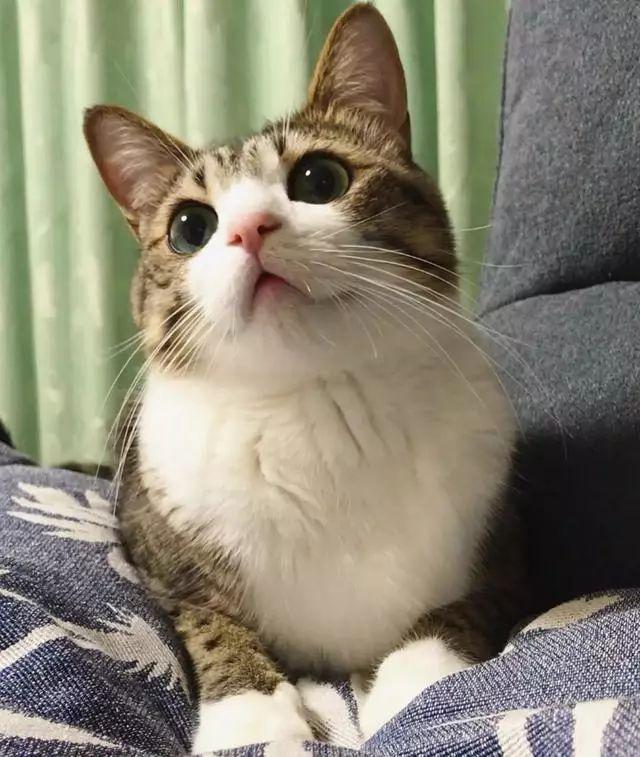 狸花猫有一些特征，说明它被“养得好”，你家猫中了吗？