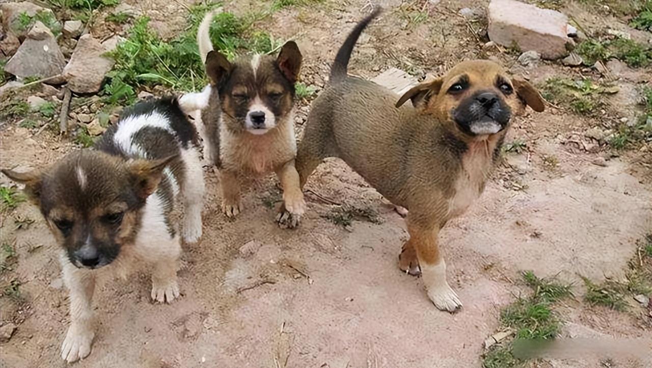 几种狗适合“穷养”，不用花很多钱，越养越香