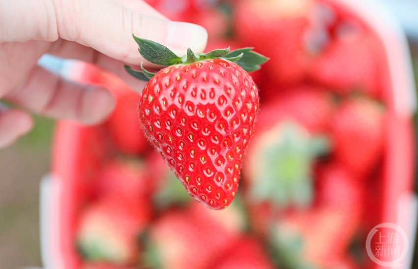 怎么种植草莓在冬天 ee45-b5749cc1f5cf1a9d8ce15a80e02e4e74.jpg