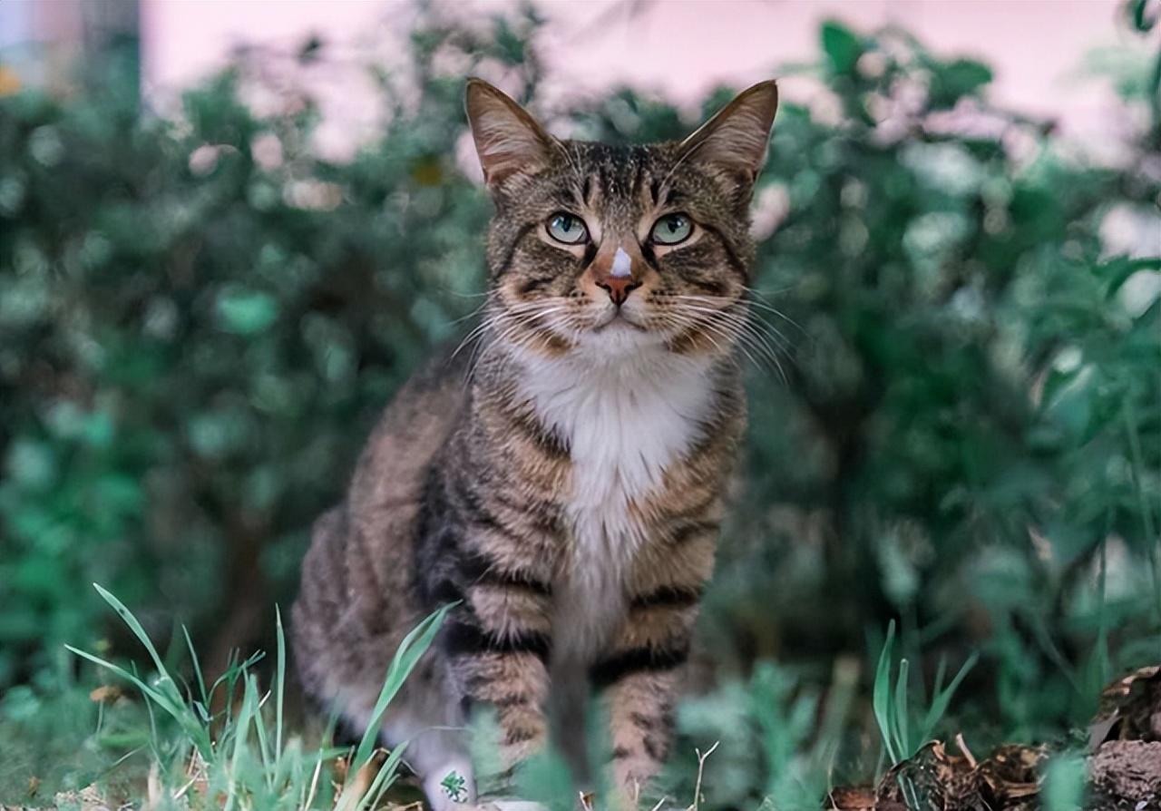 饲养狸花猫的注意事项，收好了