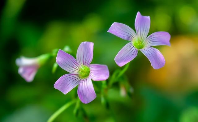 后疫情时代，要懂得三大定律：鸭子定律，鸡群定律，犬獒定律