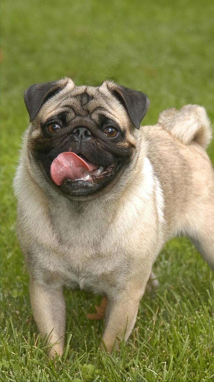 为什么“巴哥犬”的弃养率那么高？原来是这几个原因遭人嫌11