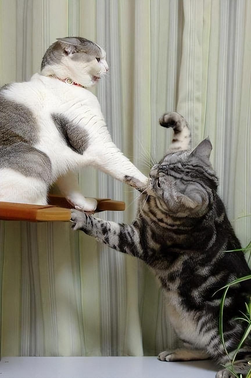 两只猫咪是在“打架”，还是在玩耍，你会辨别吗？