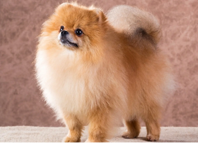 博美天生易患的6种疾病，主人要留意！