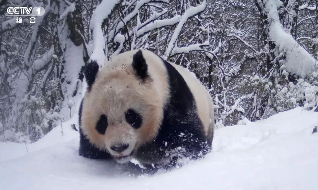 快来看！一群珍稀野生动物向你走来→