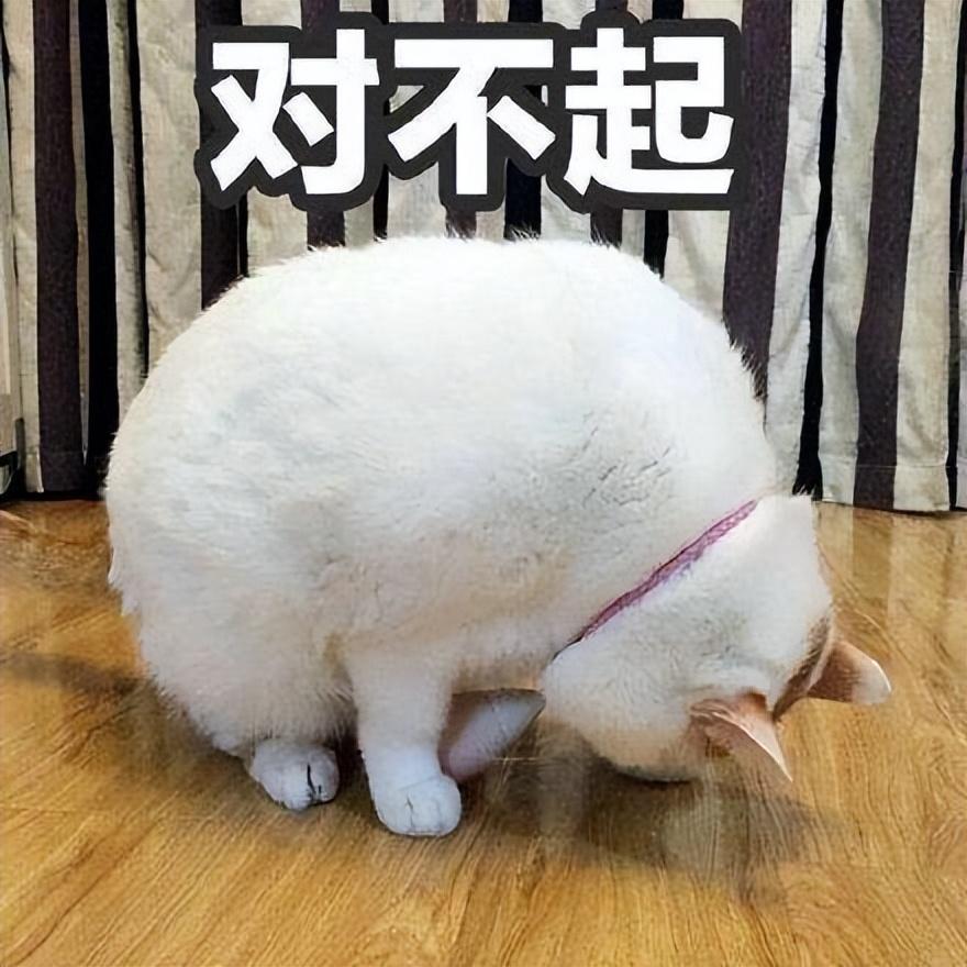 猫咪一些“认错” 的表现，你有见过吗？