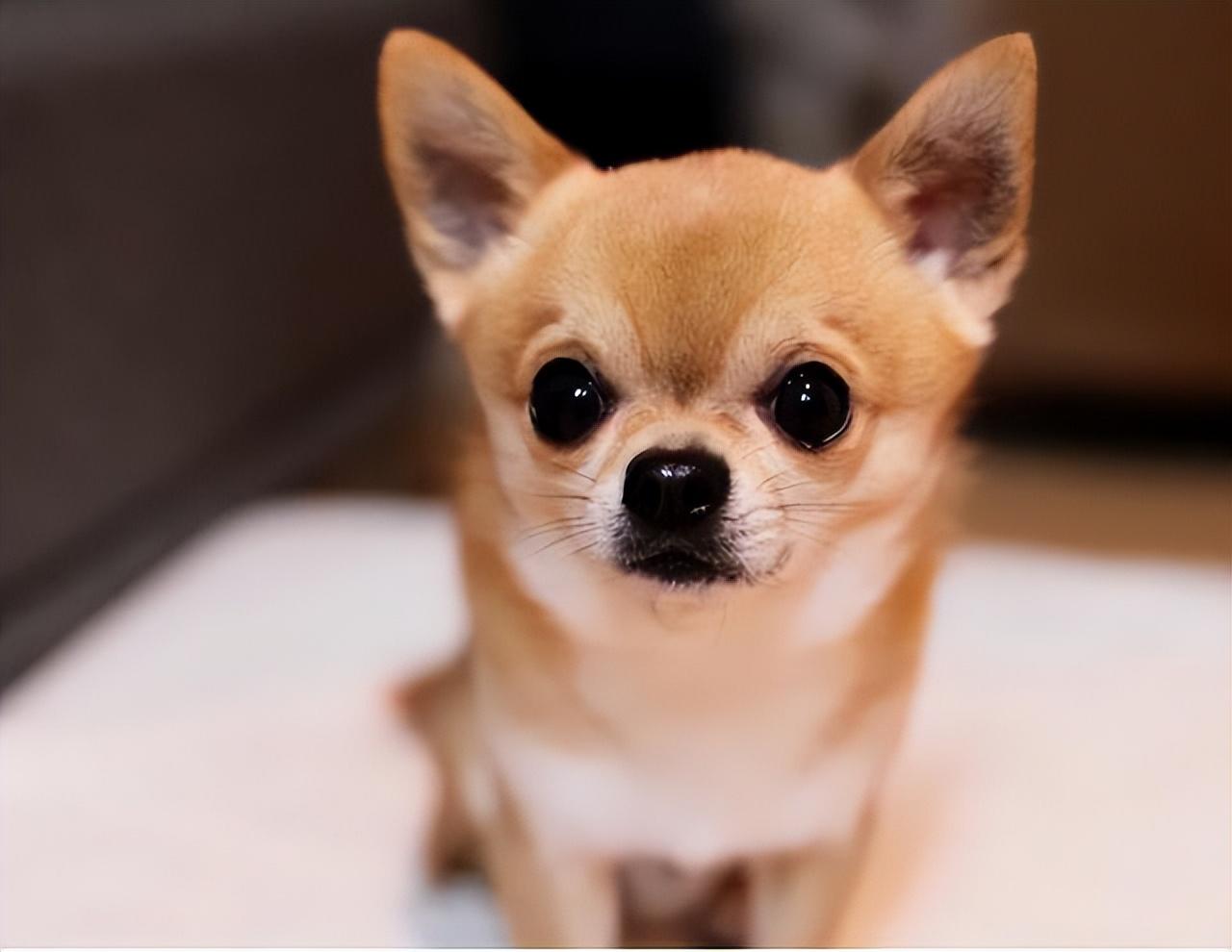 为什么“吉娃娃”的弃养率越来越高，沦为可怜的流浪狗！11