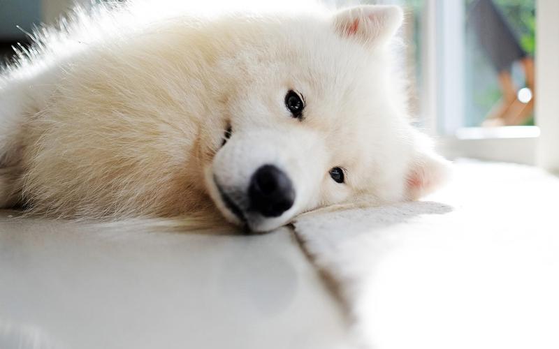 “不咬人”的6种狗，性格温顺，很适合家养！