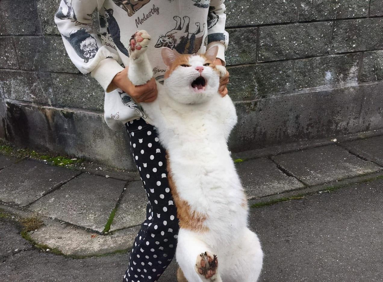 猫咪不让抱，却喜欢跟着你，其实是想跟你说这几件事