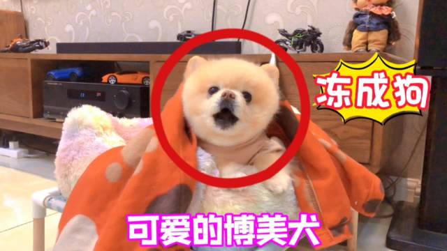 可爱的小博美犬，铲屎官阳了，狗狗也会阳吗？