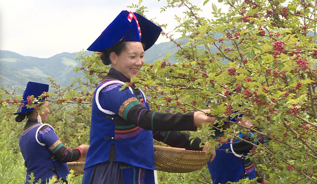 专访凉山州喜德县委书记巫照华:千里相会只需一车之约 喜德发展开启“动车速度”4 专访凉山州喜德县委书记巫照华:千里相会只需一车之约 喜德发展开启“动车速度”