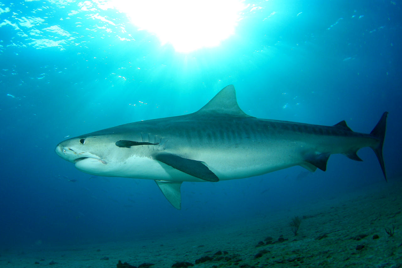 《阿凡达2》的怪鱼都有原型?看电影不看这篇,等于白看!14 《阿凡达2》的怪鱼都有原型?看电影不看这篇,等于白看!