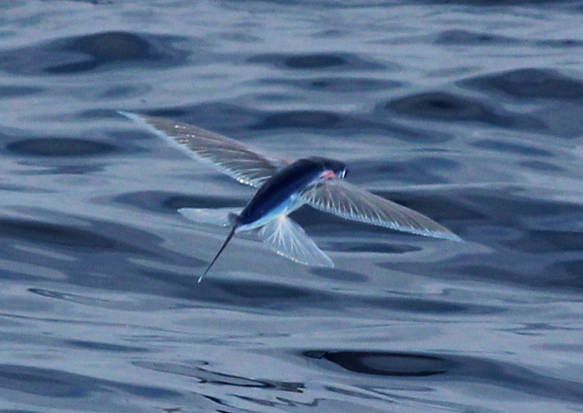 《阿凡达2》的怪鱼都有原型?看电影不看这篇,等于白看!11 《阿凡达2》的怪鱼都有原型?看电影不看这篇,等于白看!