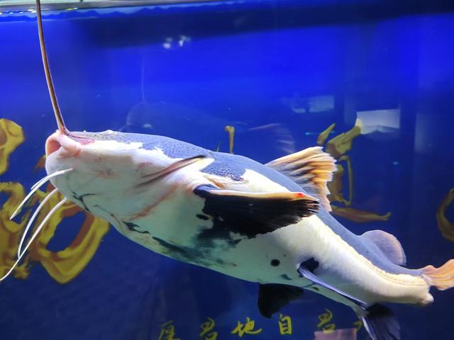 一看就会(清道夫能清理鱼缸褐藻吗)什么刮藻刀好使还不伤缸,清理鱼缸的藻类用清道夫好,还是刮藻刀比较好?各有优缺点的, 一看就会(清道夫能清理鱼缸褐藻吗)什么刮藻刀好使还不伤缸,清理鱼缸的藻类用清道夫好,还是刮藻刀比较好?各有优缺点的,