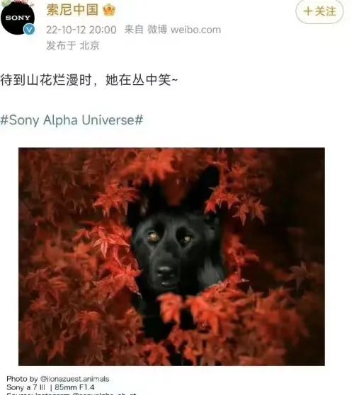 因涉嫌侮辱邱少云,索尼公司被微博禁言,该!休闲区蓝鸢梦想 - Www.slyday.coM 因涉嫌侮辱邱少云,索尼公司被微博禁言,该!休闲区蓝鸢梦想 - Www.slyday.coM