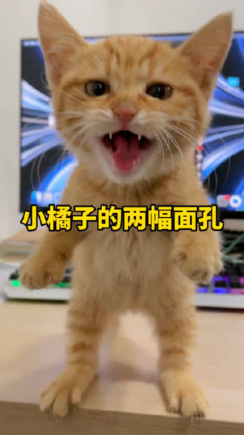 这猫怎么还有两幅面孔啊，喵星人橘猫谁能拒绝傻憨憨！