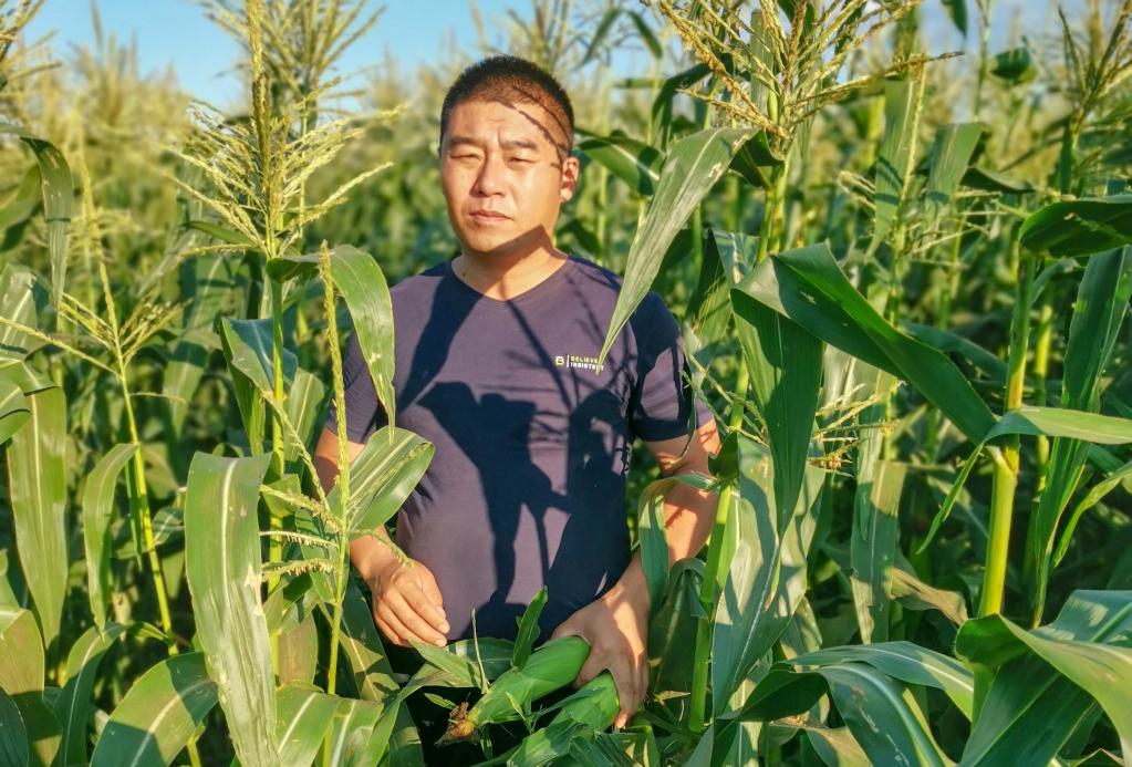 2022年7月26日,在吉林省梨树县北夏家村,邵亮亮检查玉米长势。(受访者供图)