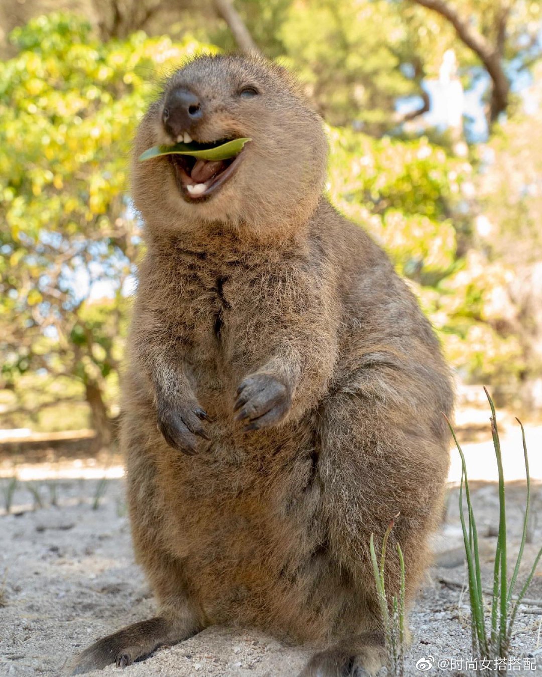 一位热爱短尾矮袋鼠的澳洲妹子拍到的各种小可爱……毛fufu的笑脸也太|袋鼠|笑脸|澳洲_新浪新闻