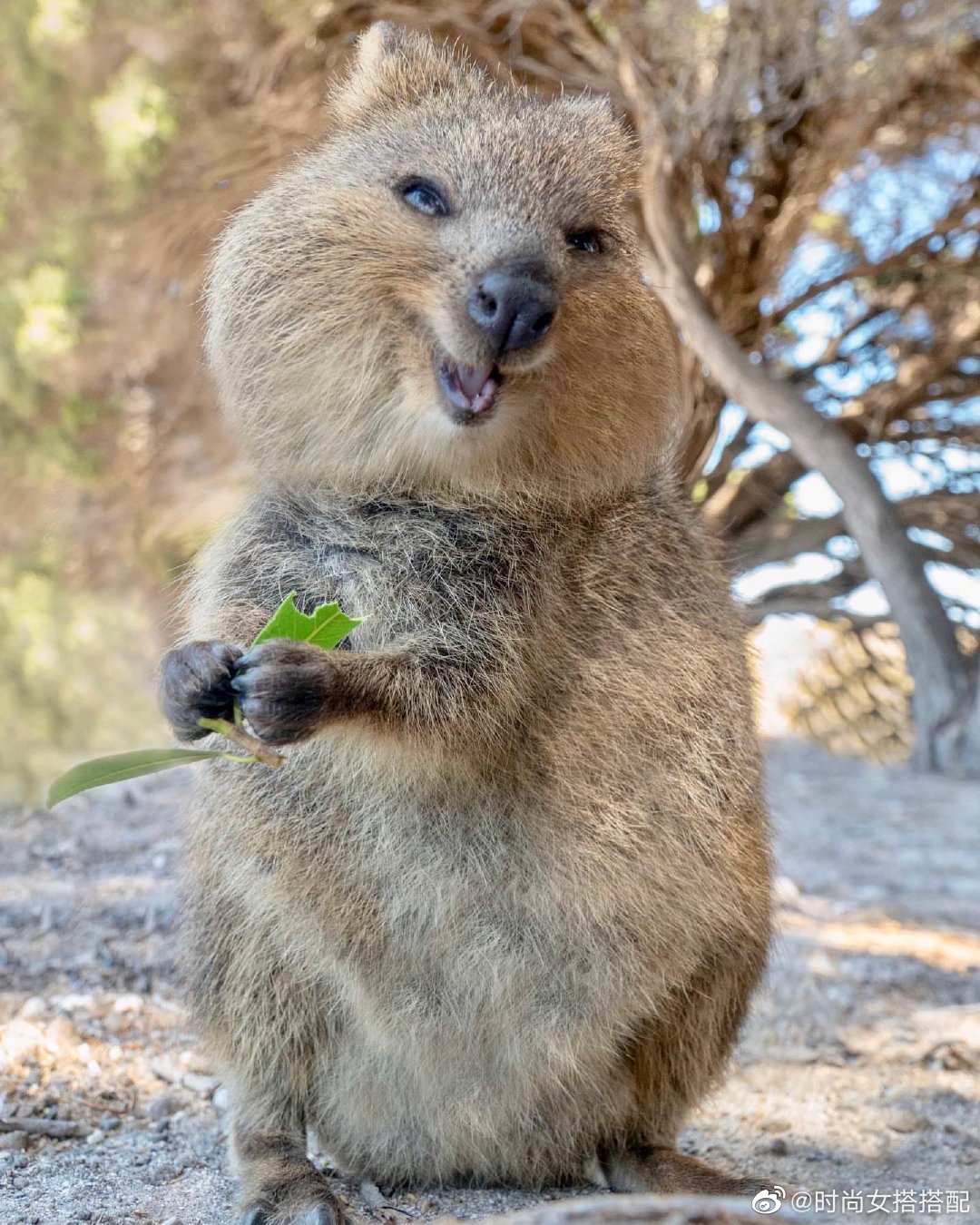 卖萌一级棒的澳洲短尾矮袋鼠，笑容治愈力满… - 堆糖，美图壁纸兴趣社区