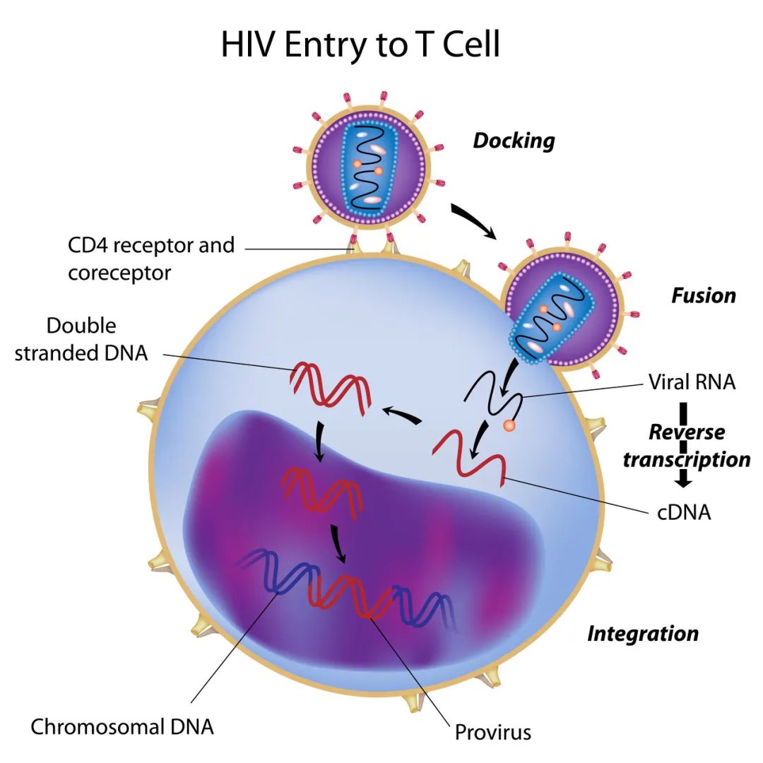 what-do-cd4-numbers-mean