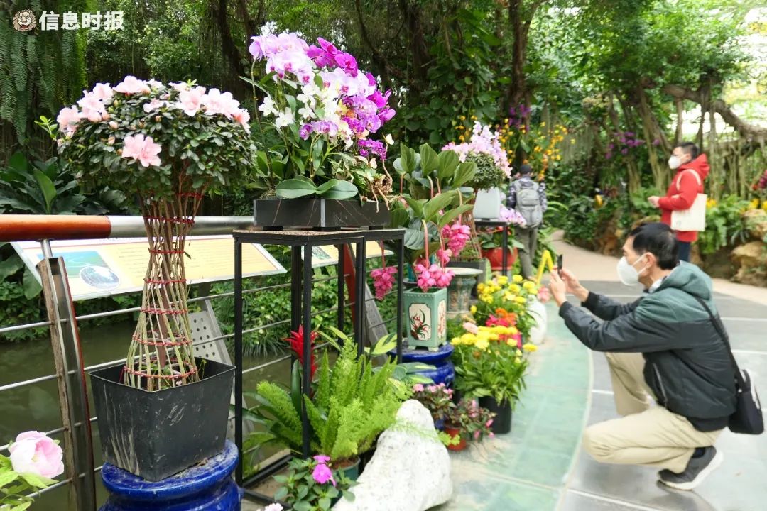 華南國家植物園將於1月21日至2月6日期間舉辦“2023 新春珍奇蘭花展”。信息時報記者 徐敏 攝