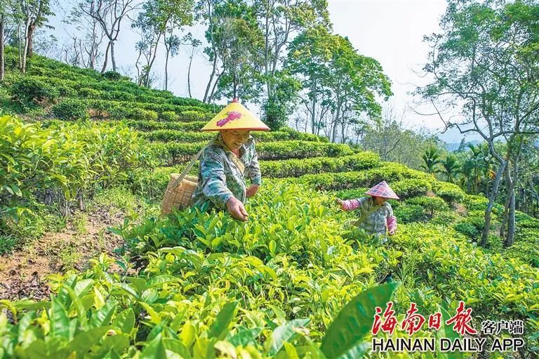 在五指山市水满乡毛纳村,村民正在采茶。海南日报记者 李天平 摄