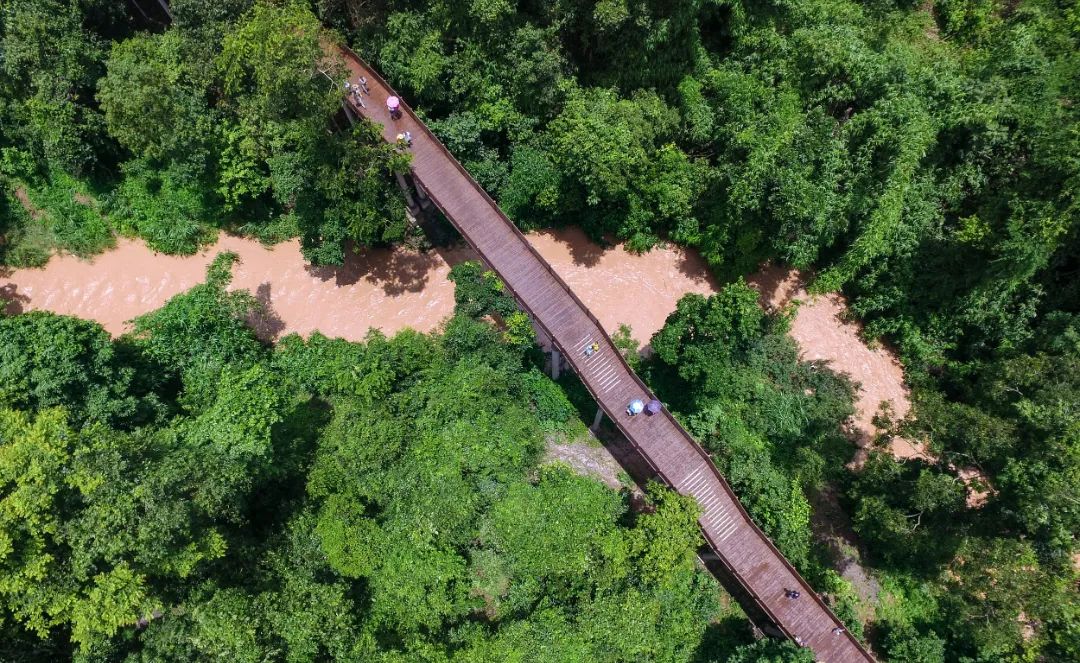 西双版纳热带雨林 图源：视觉中国