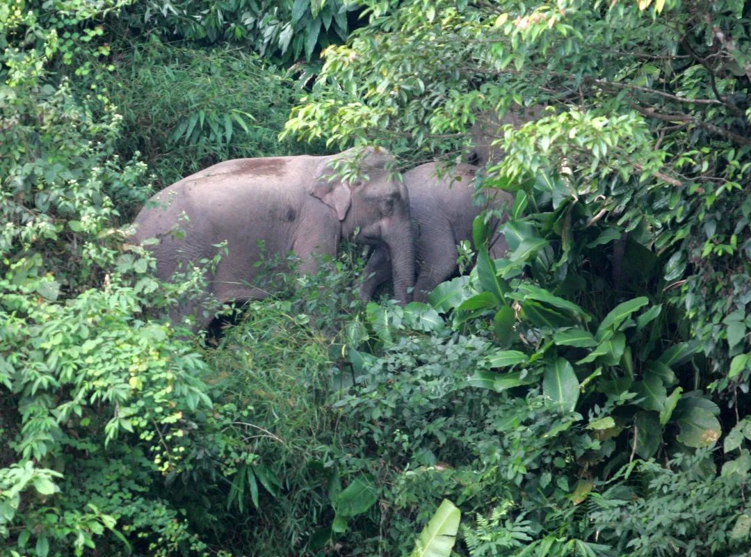 西双版纳亚洲象保护区 杨峥 摄