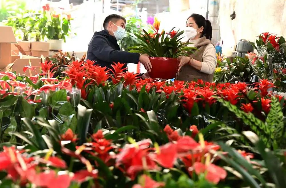 顾客在石家庄桥西区西三教花卉市场选购鲜花。新华社发(陈其保摄)