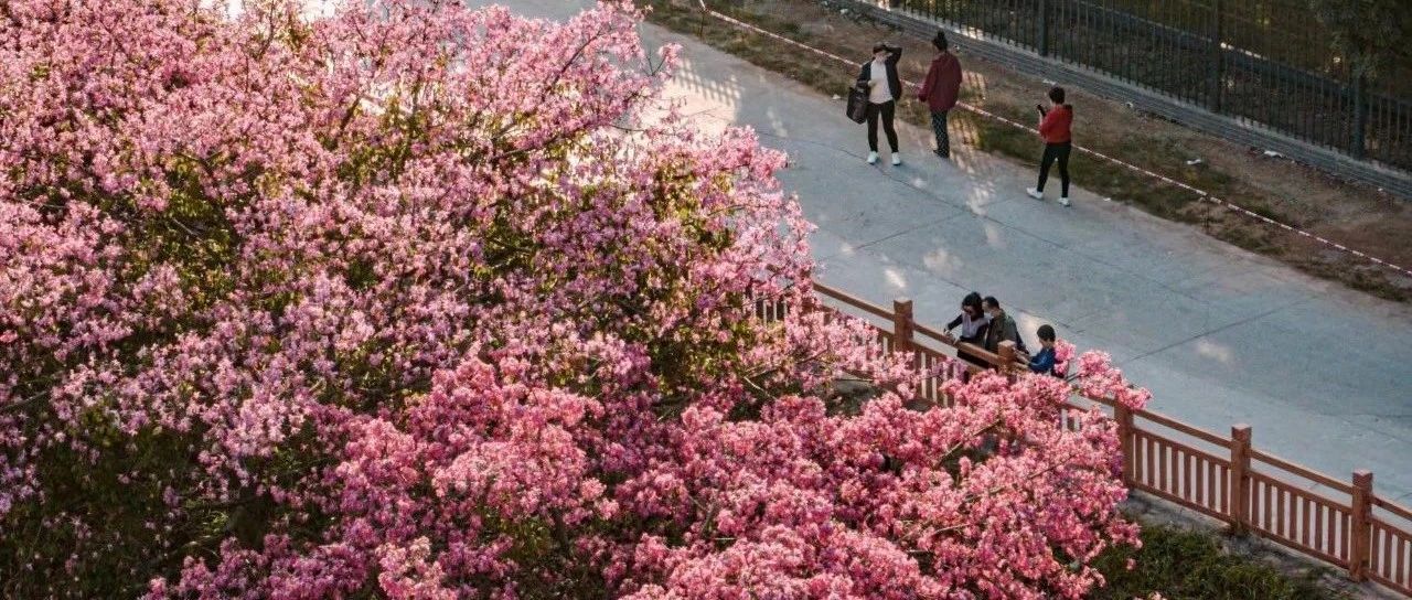 从春天出发,像动如脱兔般奋跃前行 | 深晚快评|深圳市|奋斗_新浪新闻