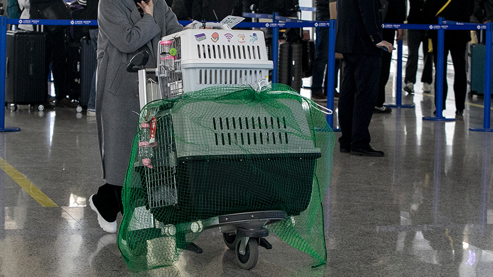 顺丰托运宠物吗（顺风车、拼车、随飞机托运，宠物春运市场忙）