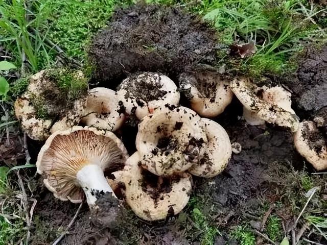 75e1-eec777b773ad47459e5b1e13e1f52c3a.jpg