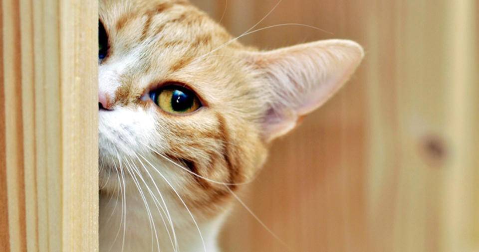 猫会听懂主人说的话吗为什么呢（宠物猫或许真能听懂你说的话）