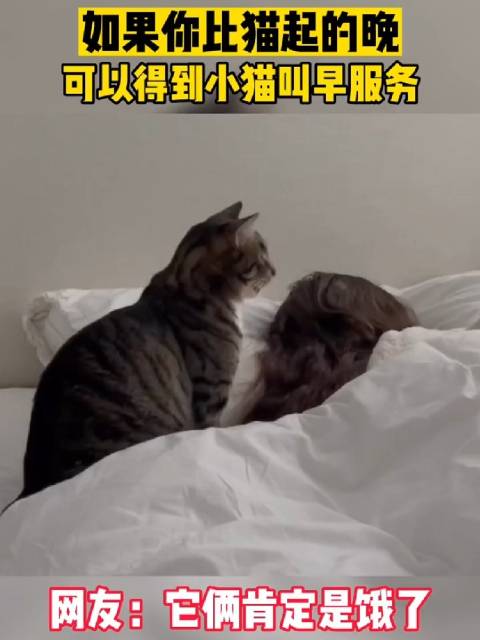 小猫咪的早叫服务