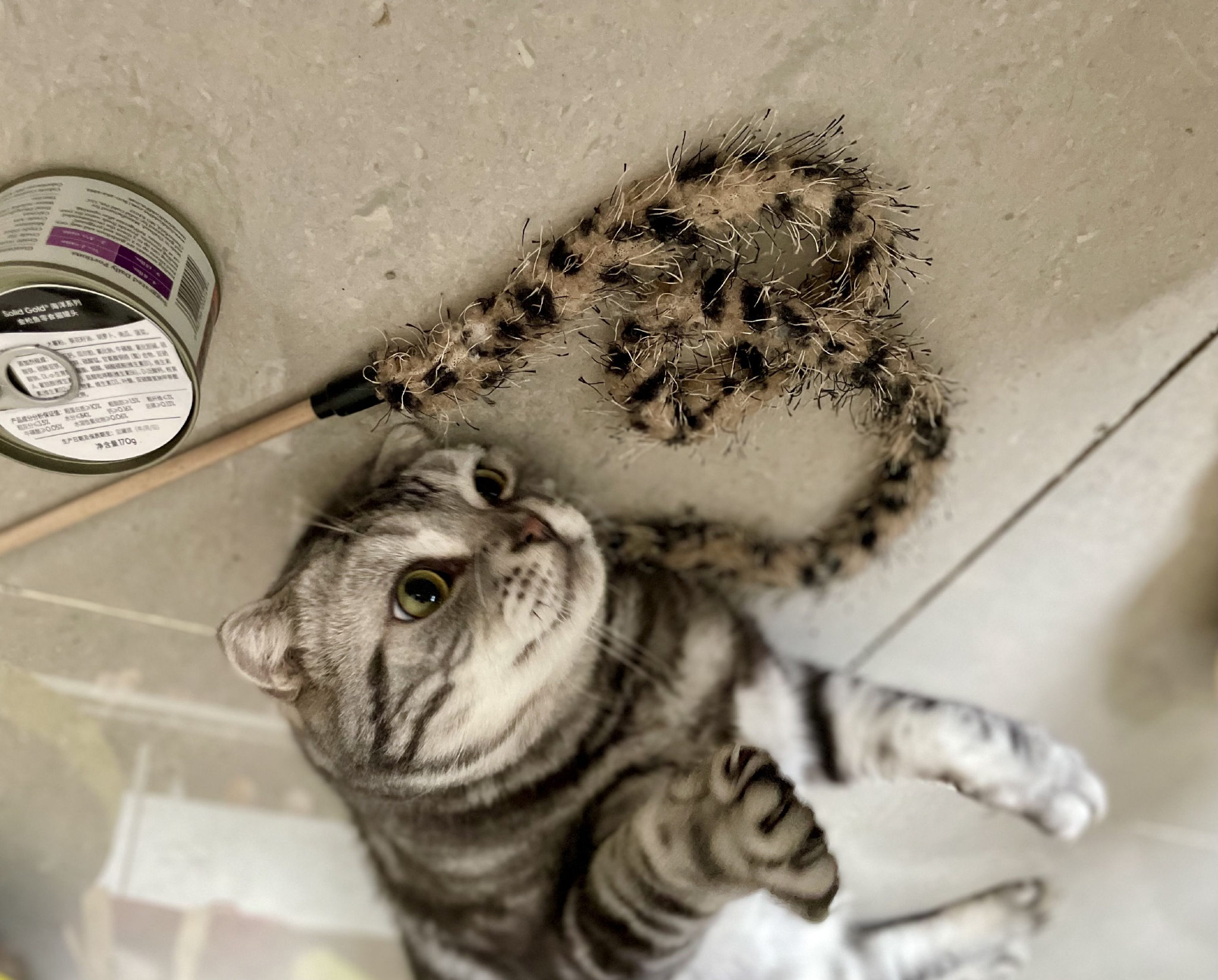 宠物店猫寄养宠物多少钱一天（上门喂猫50元/小时，假期“空巢”带动千亿宠物市场）