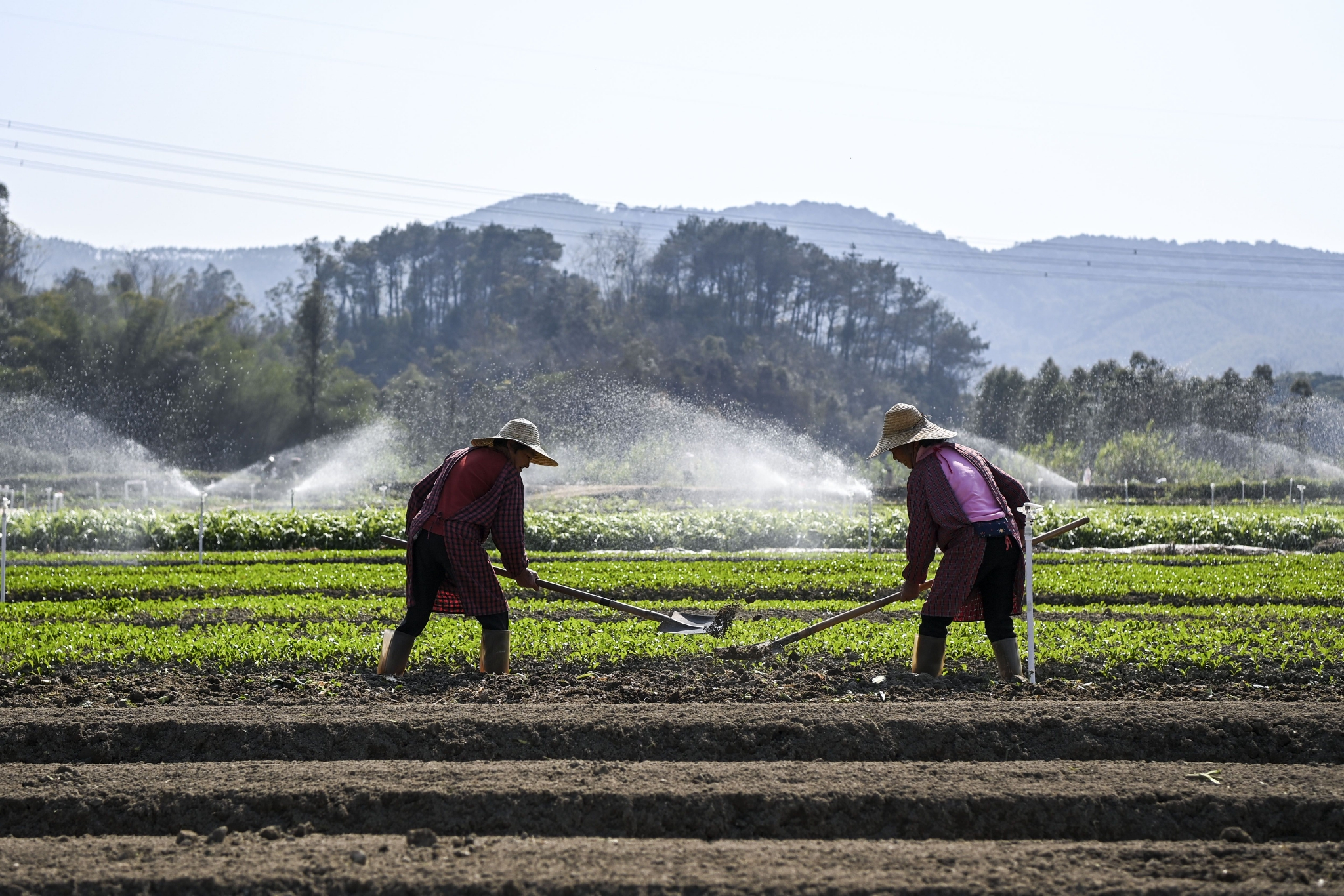 1月30日,廣西興業縣石南鎮的一處蔬菜種植基地內,當地羣眾在平整土地。新華社記者 曹禕銘 攝