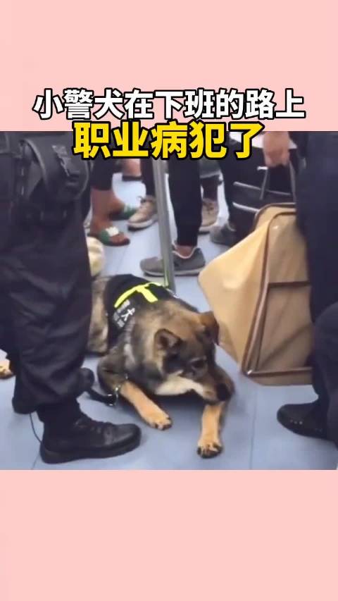 警犬也有罢工的时候，太可爱了……