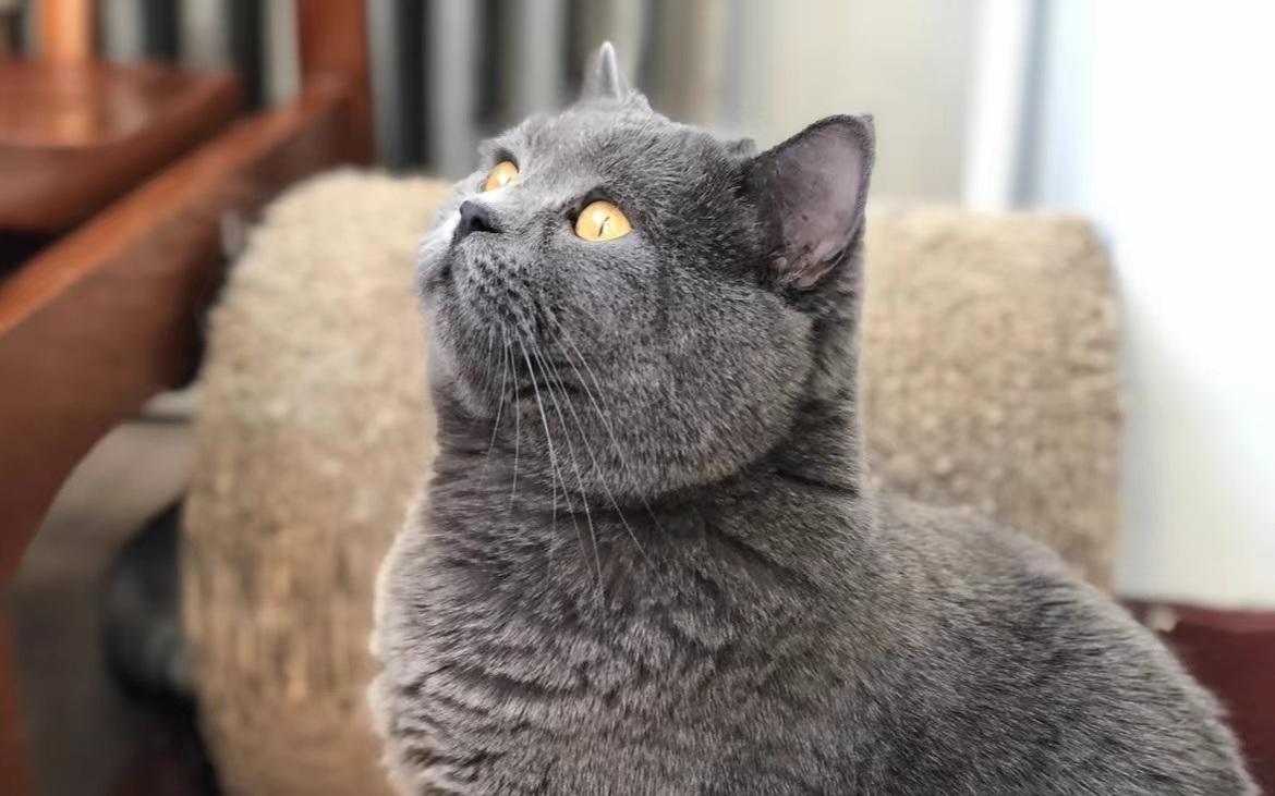 猫抓病是什么病（猫抓病、寄生虫、真菌感染……养宠需警惕这些健康风险）