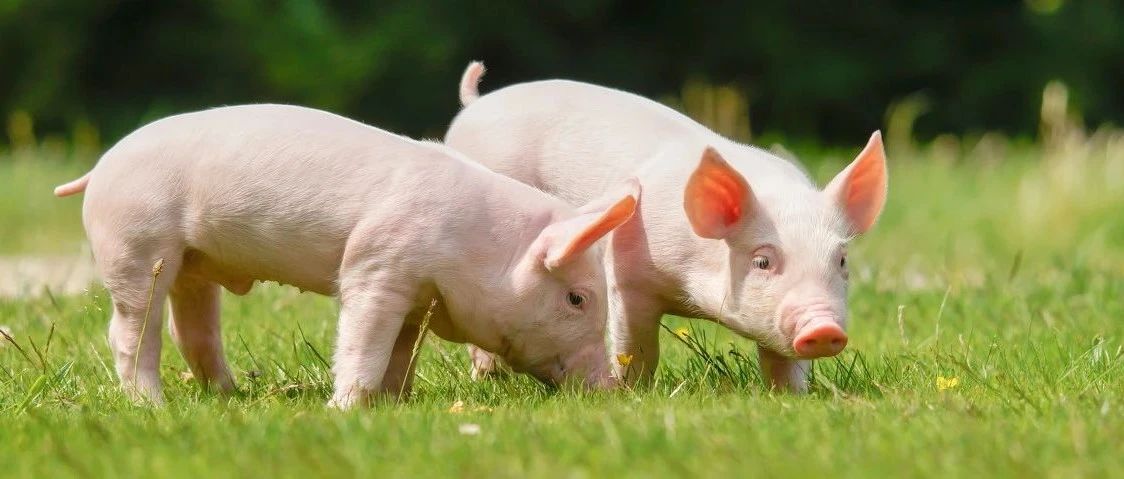 基因编辑育猪公司「中农种源」完成首轮融资，红杉种子与果壳投资