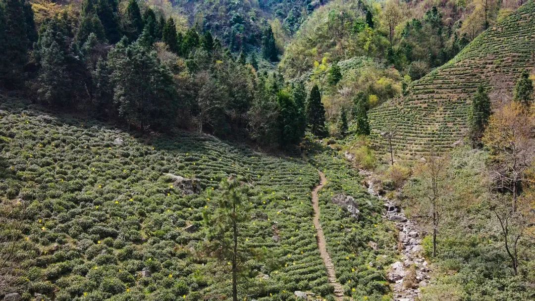 小李家的茶园
