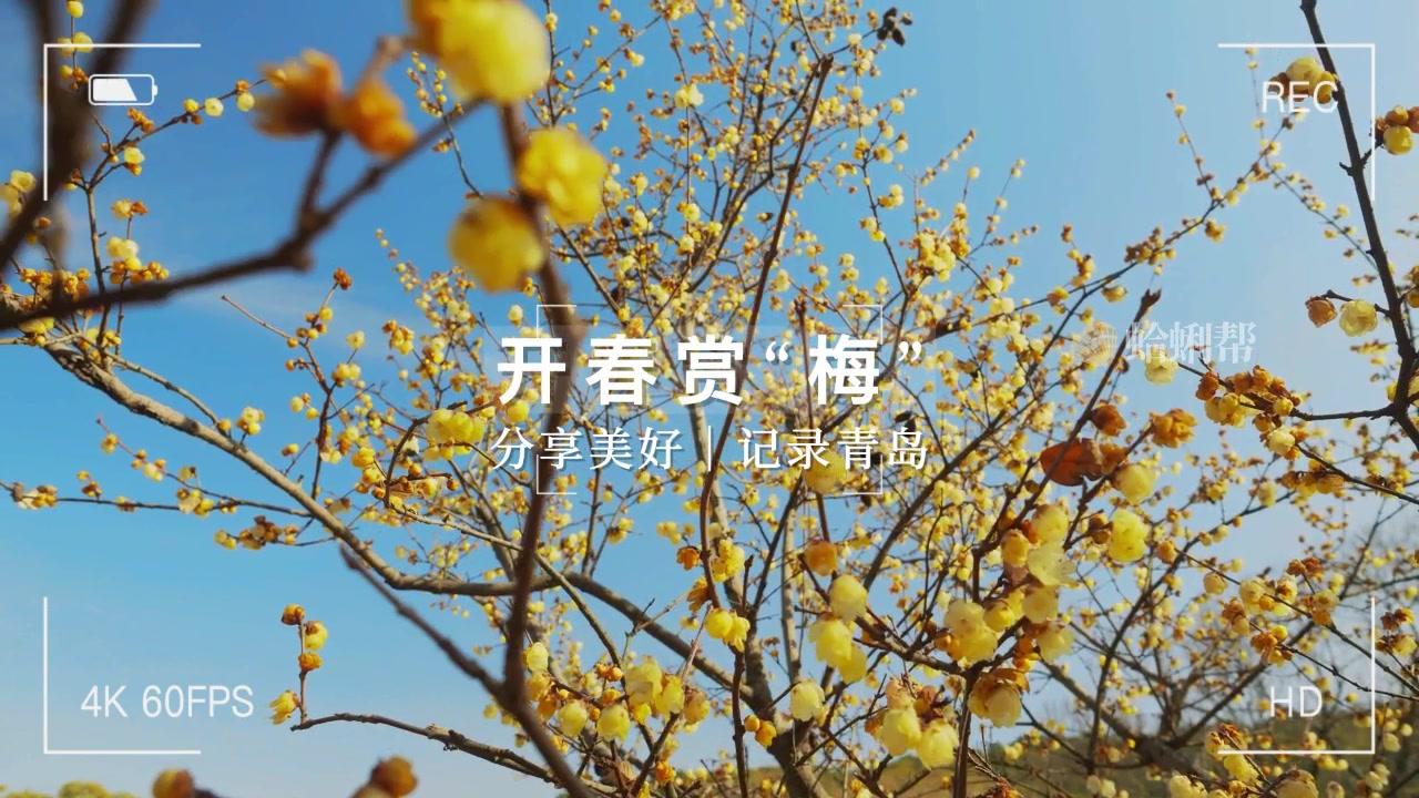 【青岛广电·生活快线出品】春日青青岛：恋过千般雪，唯有腊梅香