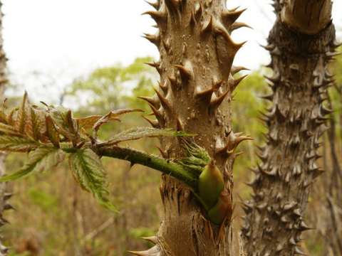 骆驼能吃仙人掌的原因 骆驼如何消化带刺植物