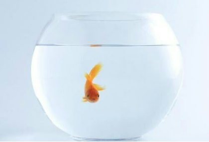 儿子的事业祝福语（叙事：儿子的宠物小金鱼）