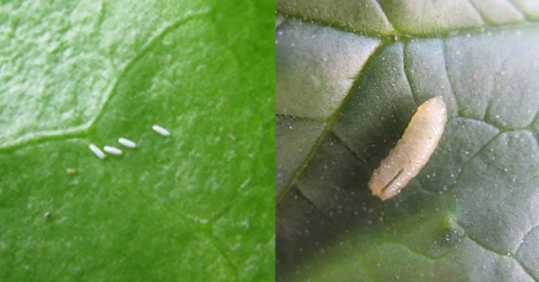 栽种铁线莲、番茄很容易感染潜叶蝇，除了喷药，挂上黄板也管用