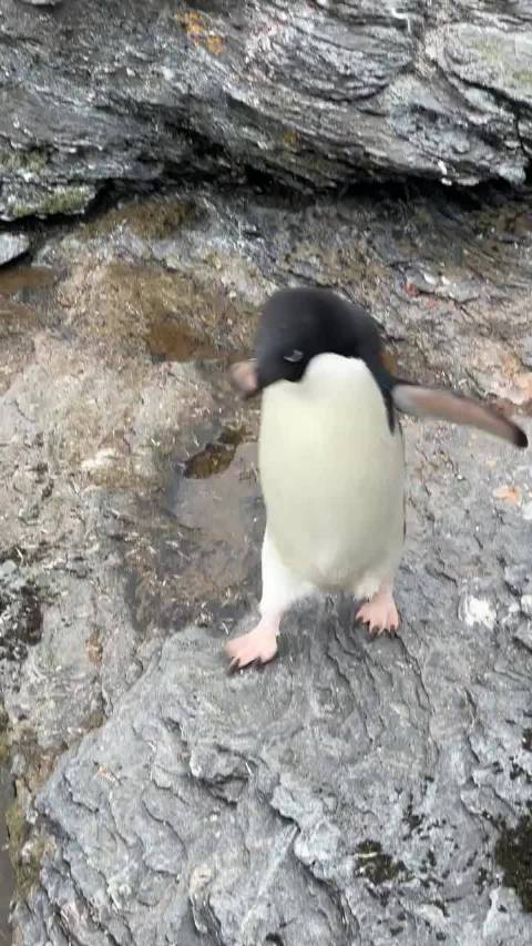 生物走路大都很颠簸