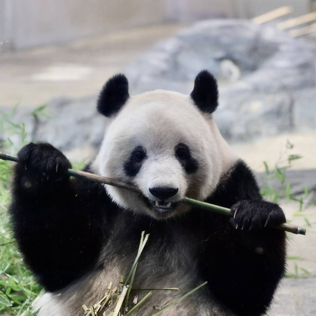 日本上野动物园开放 大熊猫“香香”亮相吃竹子萌态百出