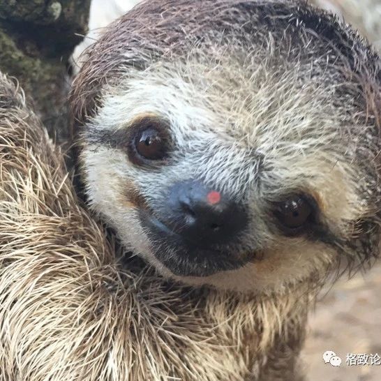 树懒是如何快速完成交配的？...