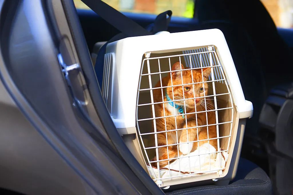 顺风车送宠物骗局（顺风车运送宠物猫竟“送走”猫命，主人索赔4万多元）