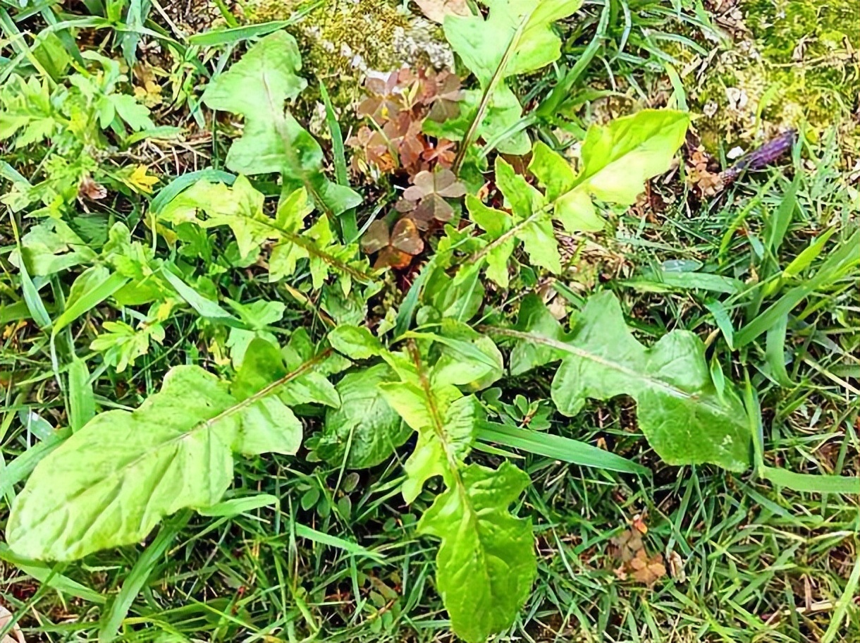 隔夜水为什么不能喝 还阳水与隔夜水的区别
